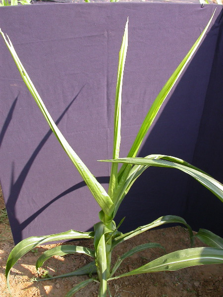 1557_br1_110K_or_113C_1403