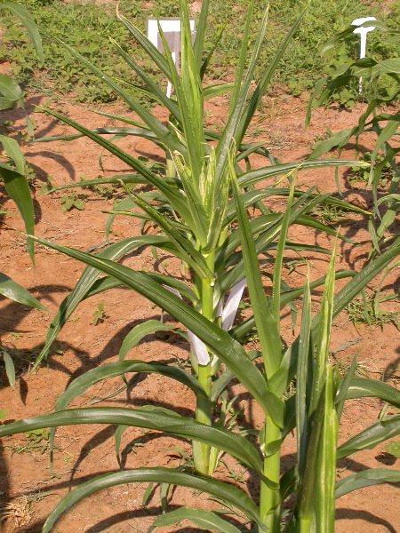 1557_br1_110K_or_113C_1404