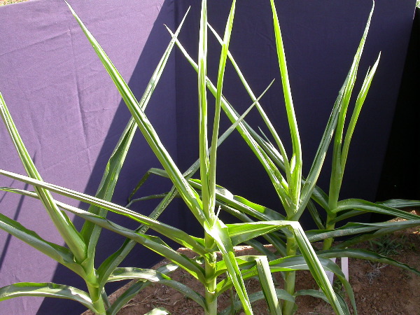 1557_br1_110K_or_113C_1405