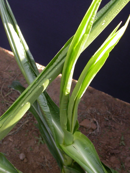 1557_br1_110K_or_113C_1406