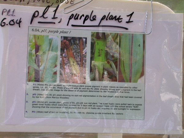 1640_Pl1_wi1_Y1_605E_1996