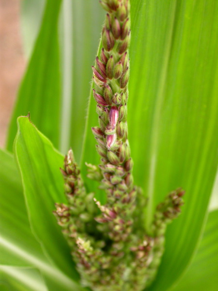 1640_Pl1_wi1_Y1_605E_2000