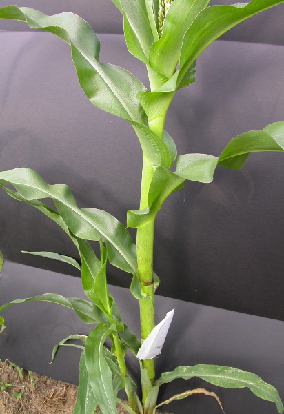 1640_Pl1_wi1_Y1_605E_2001