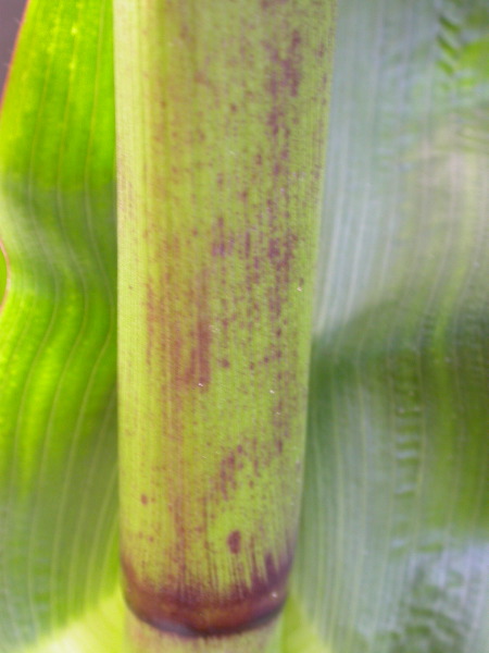 1640_Pl1_wi1_Y1_605E_2003