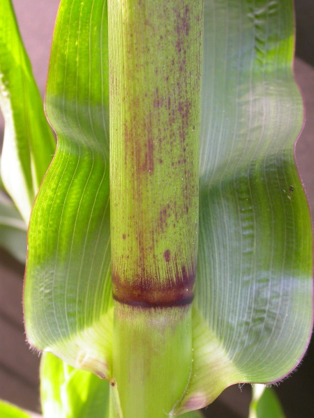 1640_Pl1_wi1_Y1_605E_2005