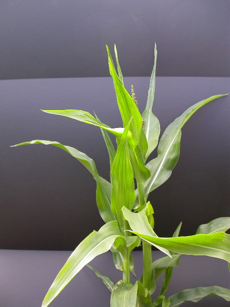 1640_Pl1_wi1_Y1_605E_2006