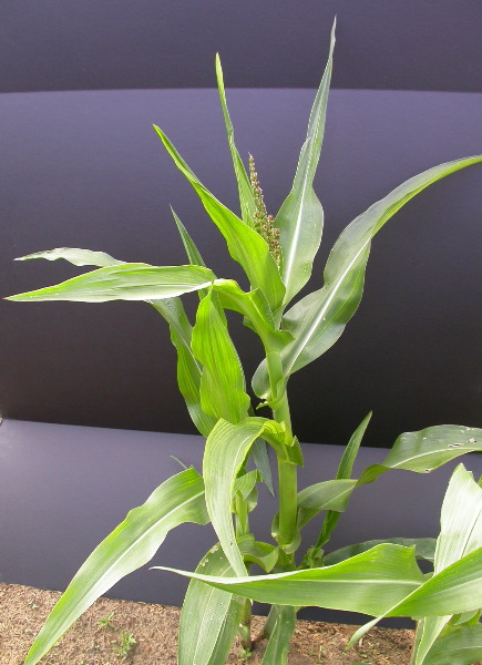 1640_Pl1_wi1_Y1_605E_2007