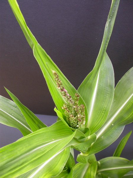 1640_Pl1_wi1_Y1_605E_2008