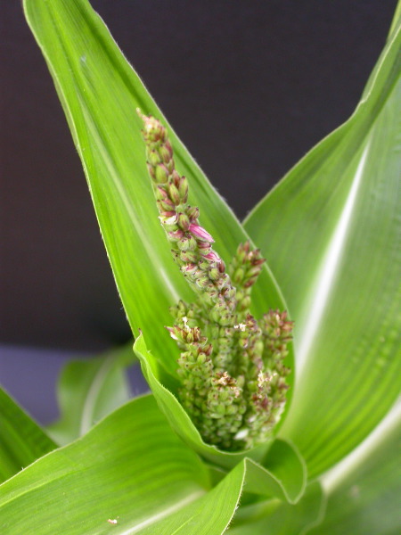 1640_Pl1_wi1_Y1_605E_2009