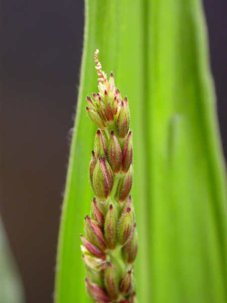 1640_Pl1_wi1_Y1_605E_2011