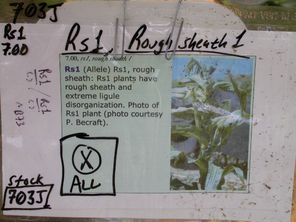 1653_Rs1-O_703J_2977