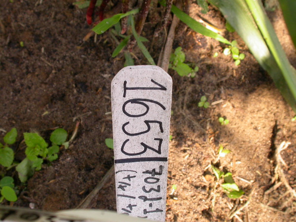 1653_Rs1-O_703J_2980