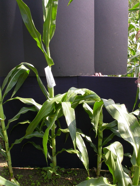 1653_Rs1-O_703J_2981