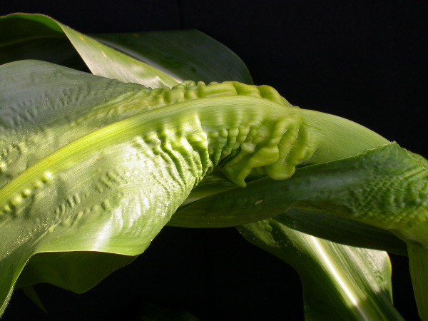 1653_Rs1-O_703J_2986