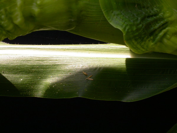 1653_Rs1-O_703J_2988