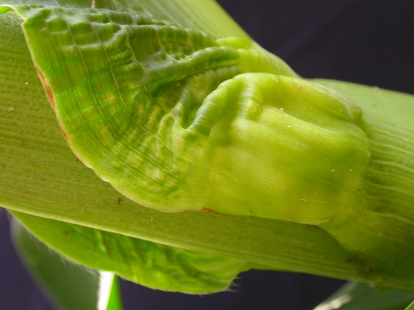 1653_Rs1-O_703J_2989