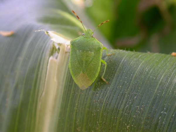 1653_Rs1-O_703J_2990