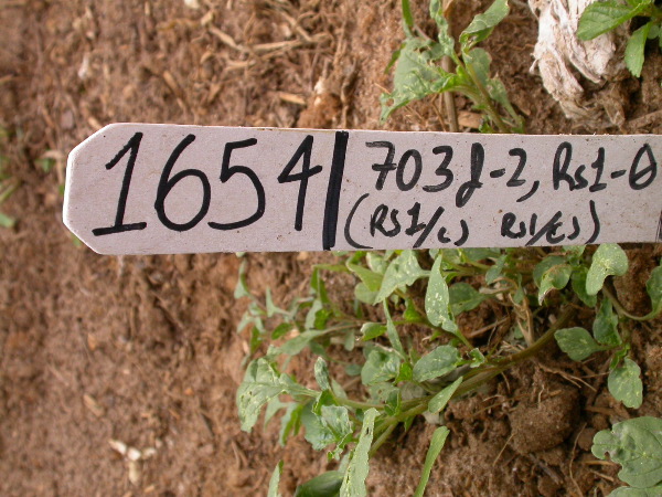 1654-Rs1-O_703J-2_1950