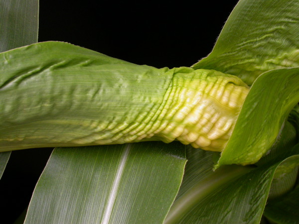 1654-Rs1-O_703J-2_1951