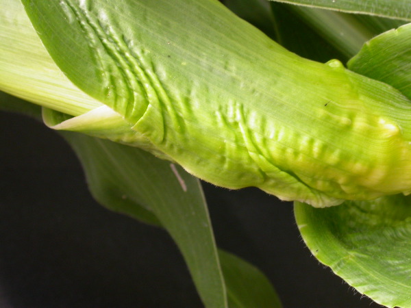 1654-Rs1-O_703J-2_1953