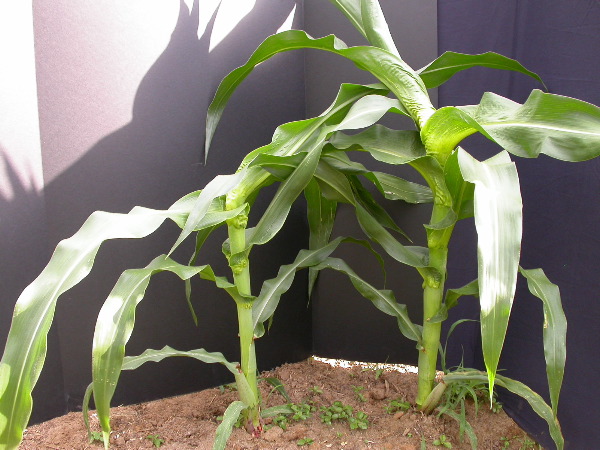 1654-Rs1-O_703J-2_1955