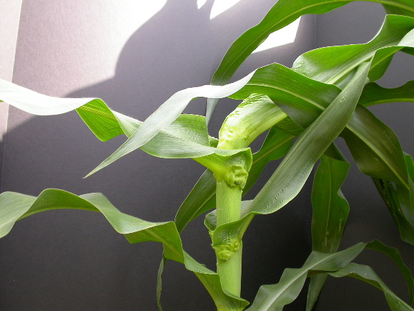 1654-Rs1-O_703J-2_1956