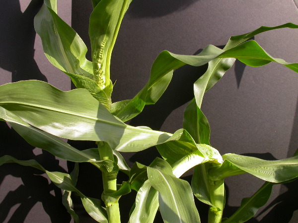 1654-Rs1-O_703J-2_1959