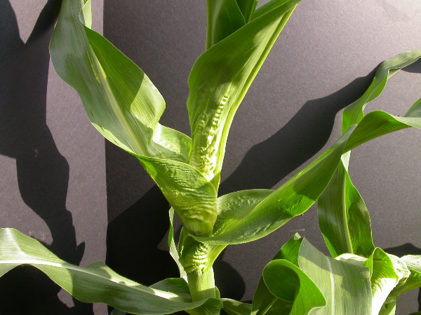 1654-Rs1-O_703J-2_1961