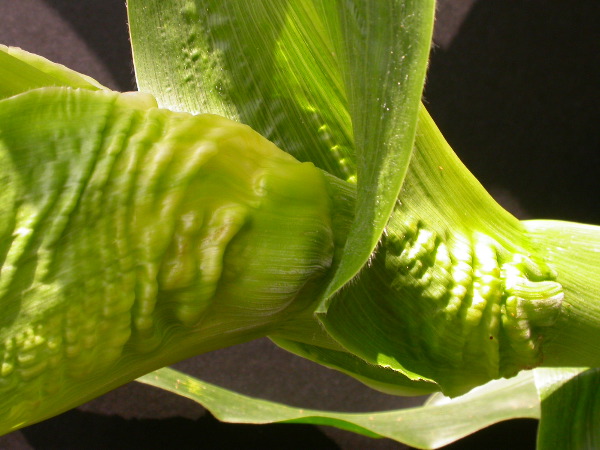 1654-Rs1-O_703J-2_1963