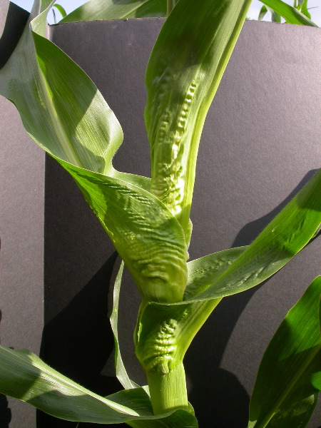 1654-Rs1-O_703J-2_1965