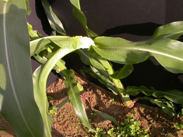 1654-Rs1-O_703J-2_1966