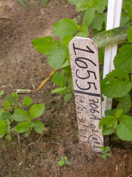 1655_sl1_o2_706A_4082