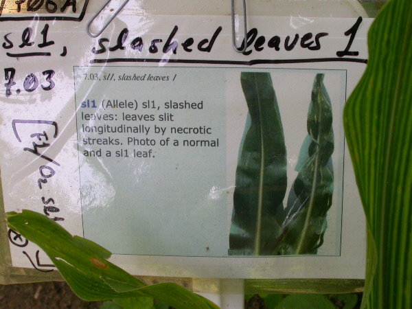 1655_sl1_o2_706A_4093