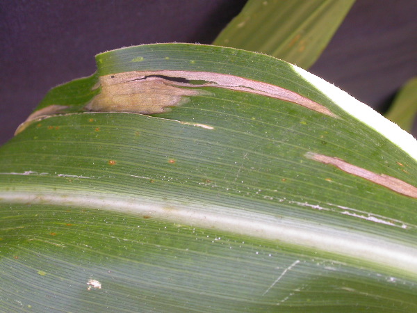 1655_sl1_o2_706A_4094