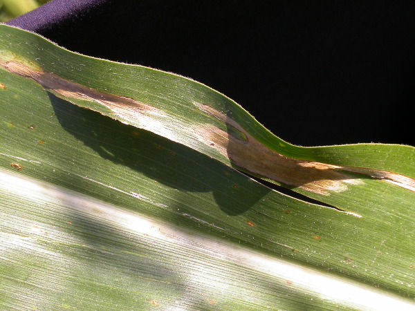 1655_sl1_o2_706A_4095