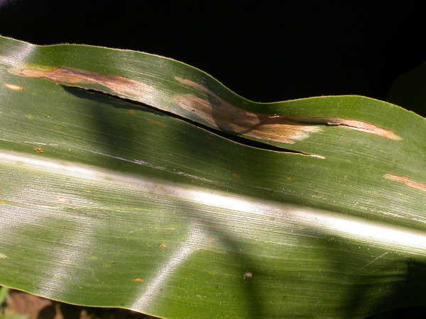 1655_sl1_o2_706A_4096