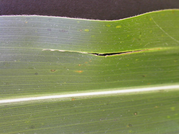 1655_sl1_o2_706A_4097