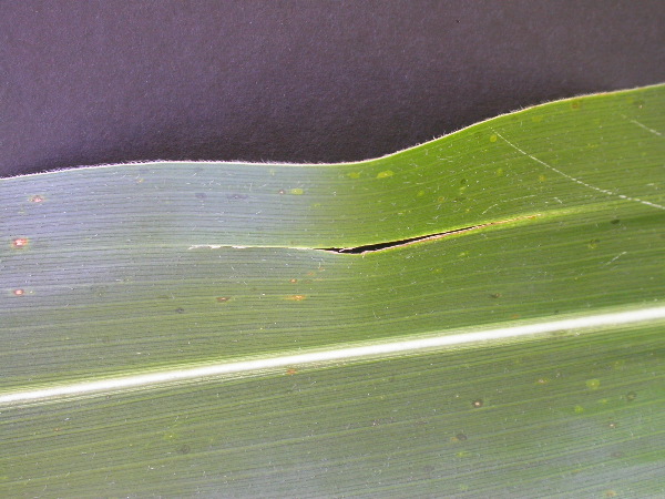 1655_sl1_o2_706A_4098