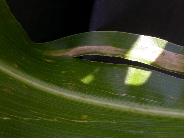 1655_sl1_o2_706A_4100