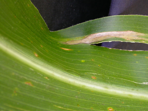 1655_sl1_o2_706A_4101