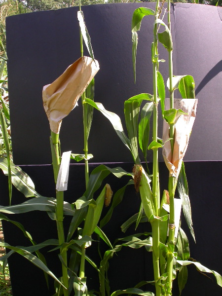 1655_sl1_o2_706A_4102