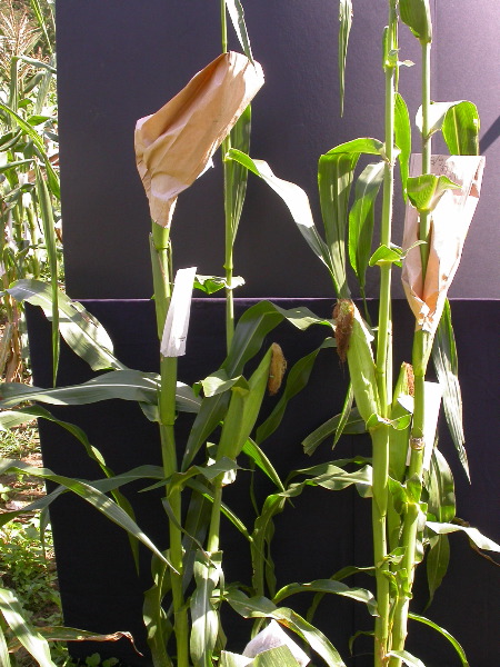 1655_sl1_o2_706A_4103