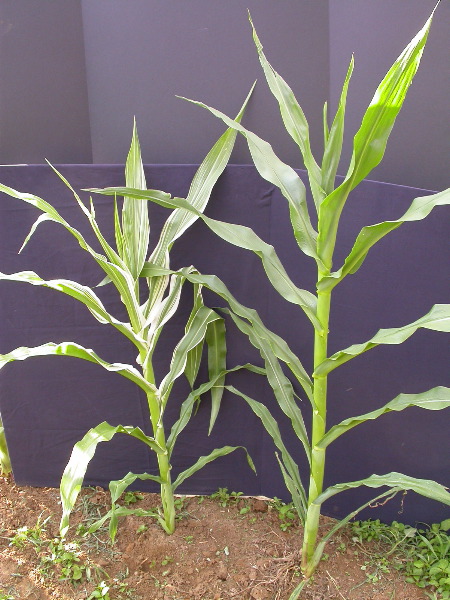 1660_ij1_Bn1_y1_713H_1965