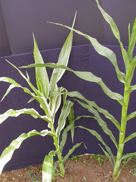 1660_ij1_Bn1_y1_713H_1966