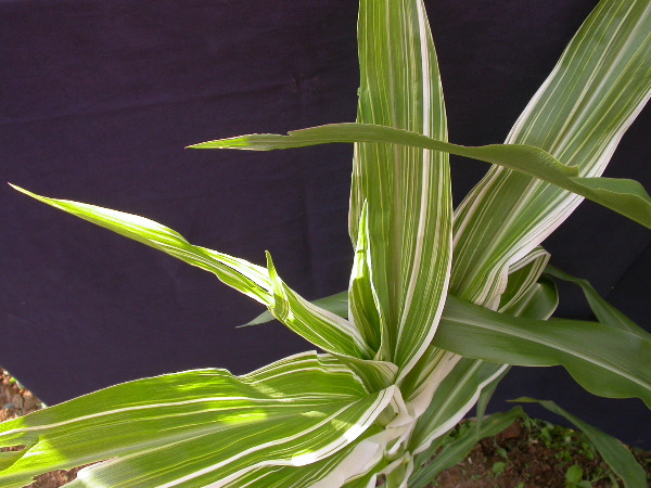 1660_ij1_Bn1_y1_713H_1967