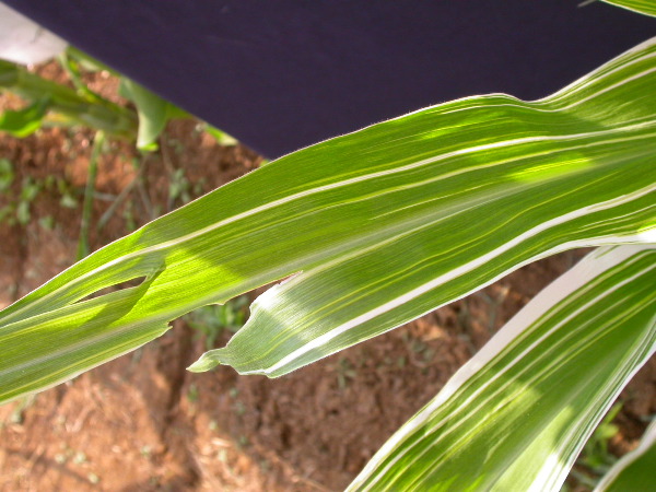 1660_ij1_Bn1_y1_713H_1968