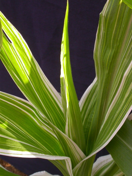 1660_ij1_Bn1_y1_713H_1969