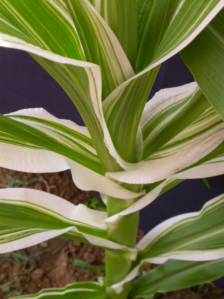 1660_ij1_Bn1_y1_713H_1970