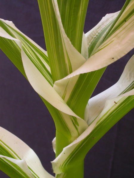 1660_ij1_Bn1_y1_713H_1971