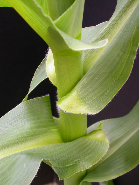 1660_ij1_Bn1_y1_713H_1972